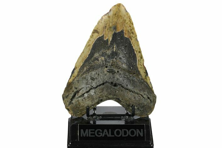 Huge, Fossil Megalodon Tooth - North Carolina #172572